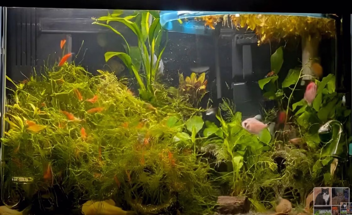 aquarium